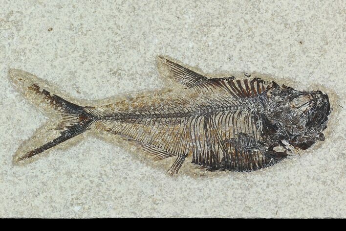 Fossil Fish (Diplomystus) - Green River Formation #129560